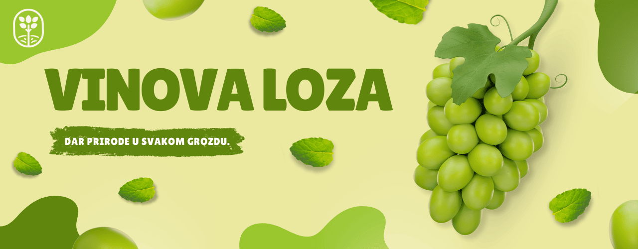 vinova loza