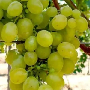 Sadnice Vinove Loze Lasta