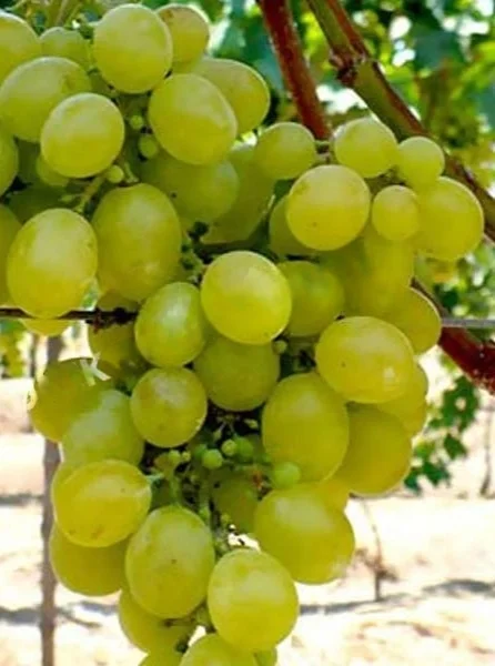 sadnice vinove loze