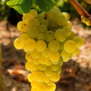 Sadnice-Vinove-Loze-Sovinjon Sadnice Vinove Loze Sovinjon