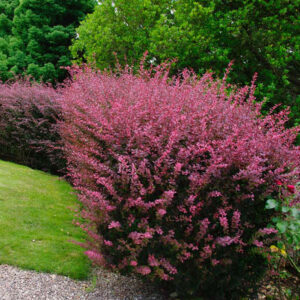 Berberis crveni Berberis crveni