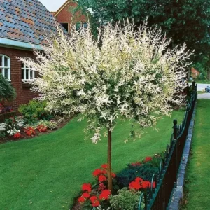 vrba-salix-integra sadnice ukrasen vrbe